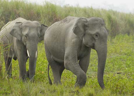 LED-belysning håller härjande indiska elefanter i schack