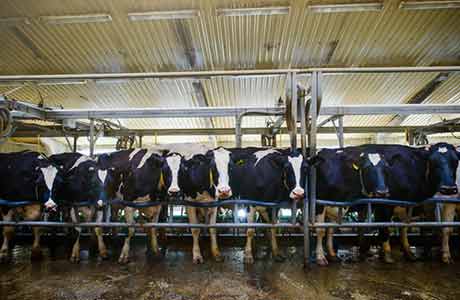Jordbrukare använder LED-ljus för att öka mjölkproduktionen