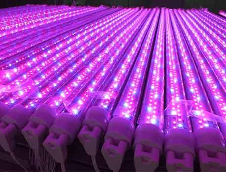 Friskare odling med lysdioder i stället för fluorescerande ljus
